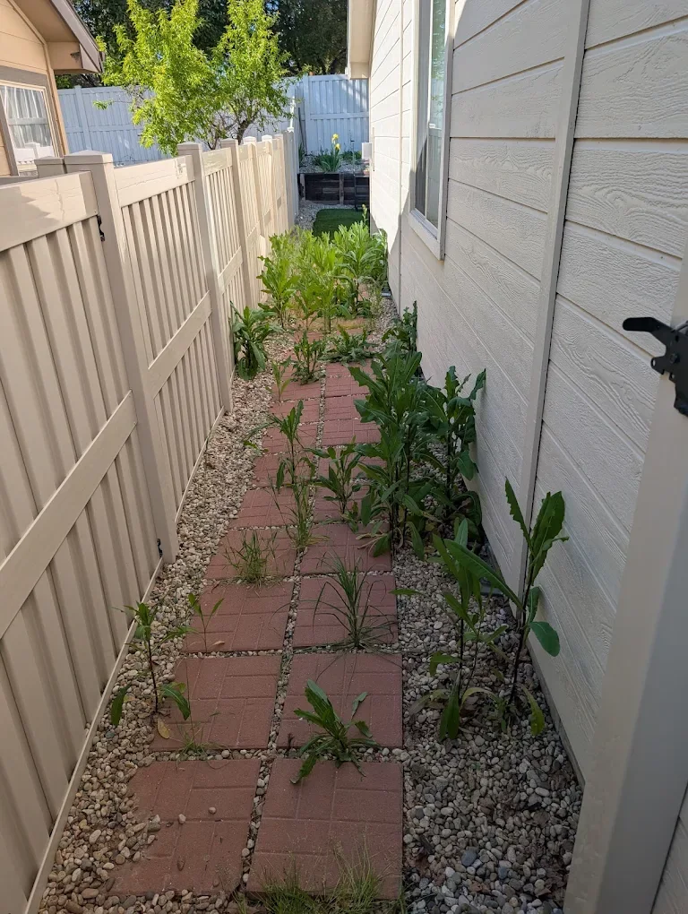 A narrow side pathway before weed and overgrowth removal